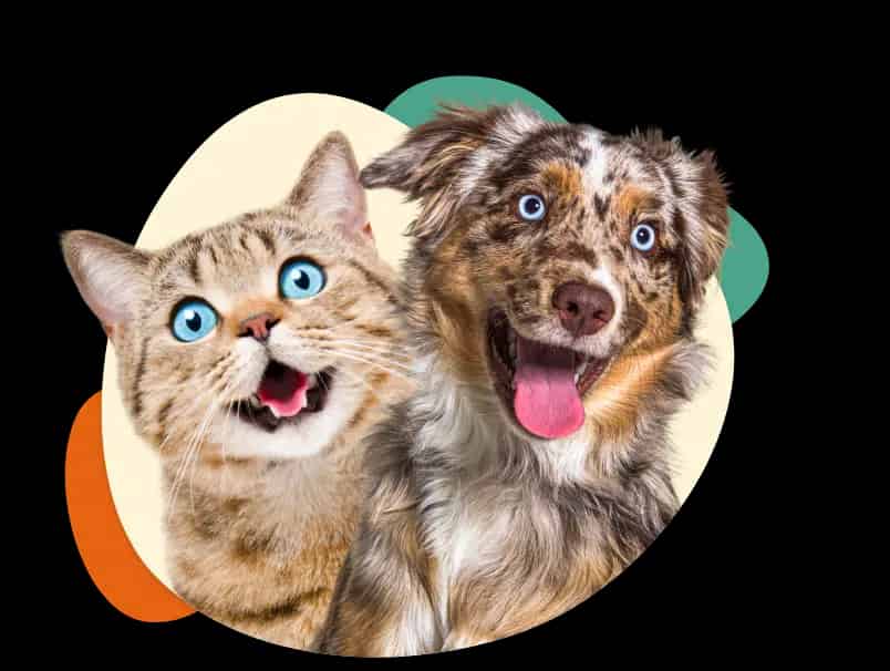 Chien et chat heureux