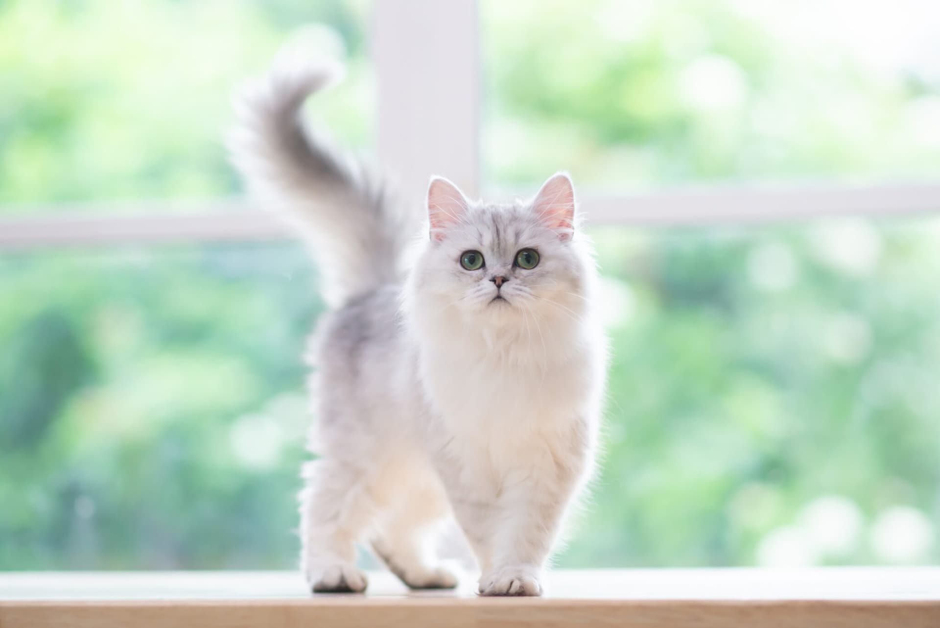 A la maison, le boss c’est le chat !