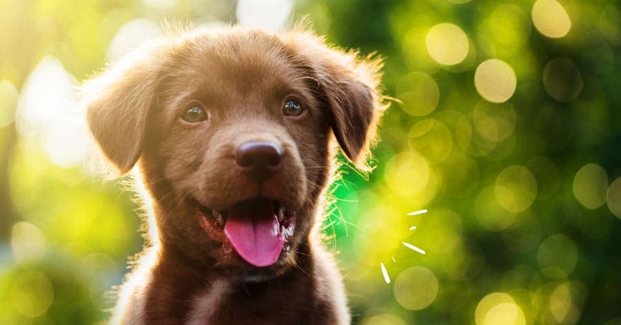 À quel âge mon chien devient-il adulte ?