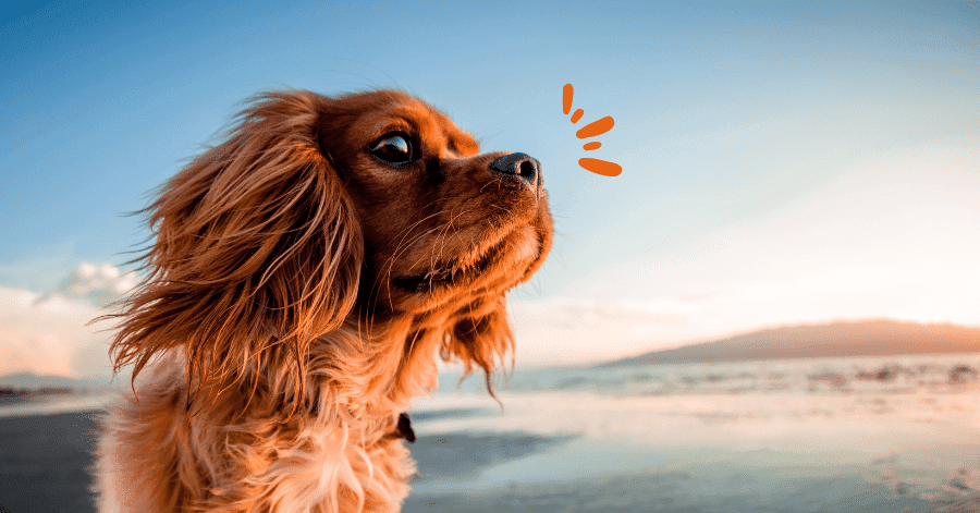 Chien & Chat : préparez une valise à 4 pattes !
