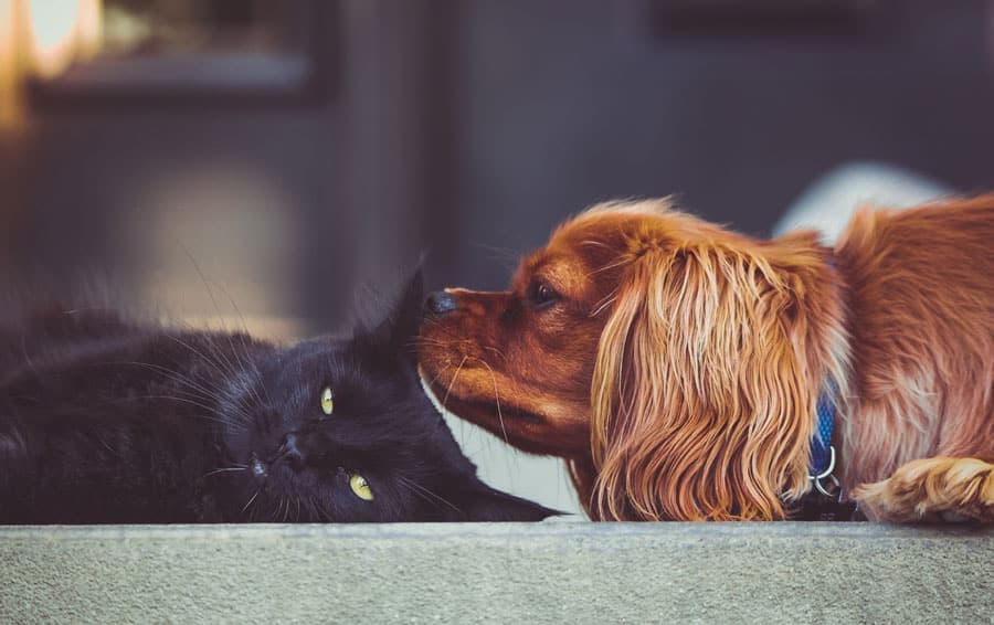 Chien ou chat, que choisir ?