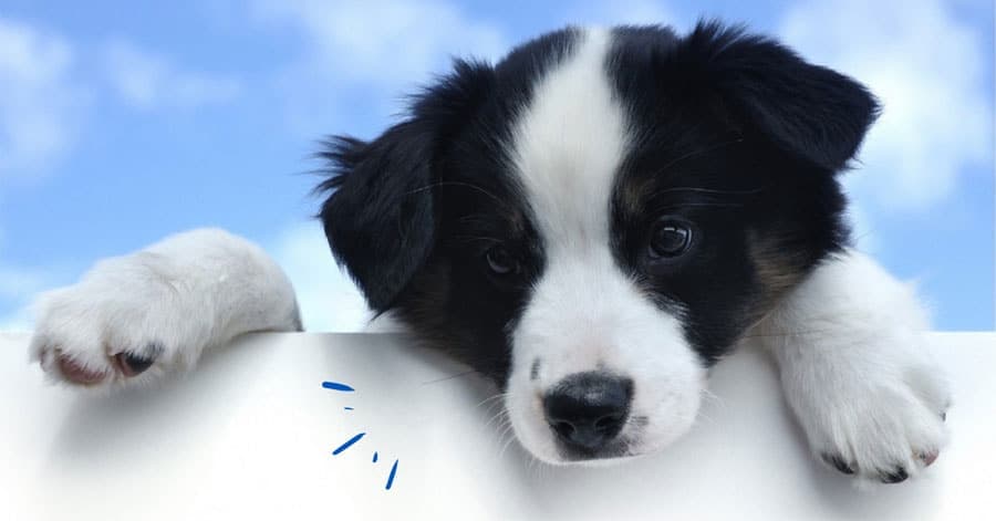 Combien de fois par jour un chiot doit-il manger ?