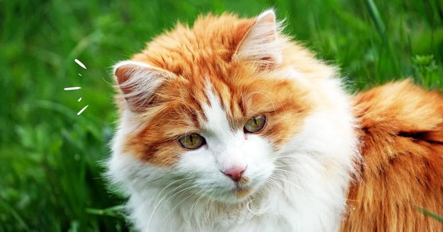 Comment bien nourrir son chat en préservant sa nature ?