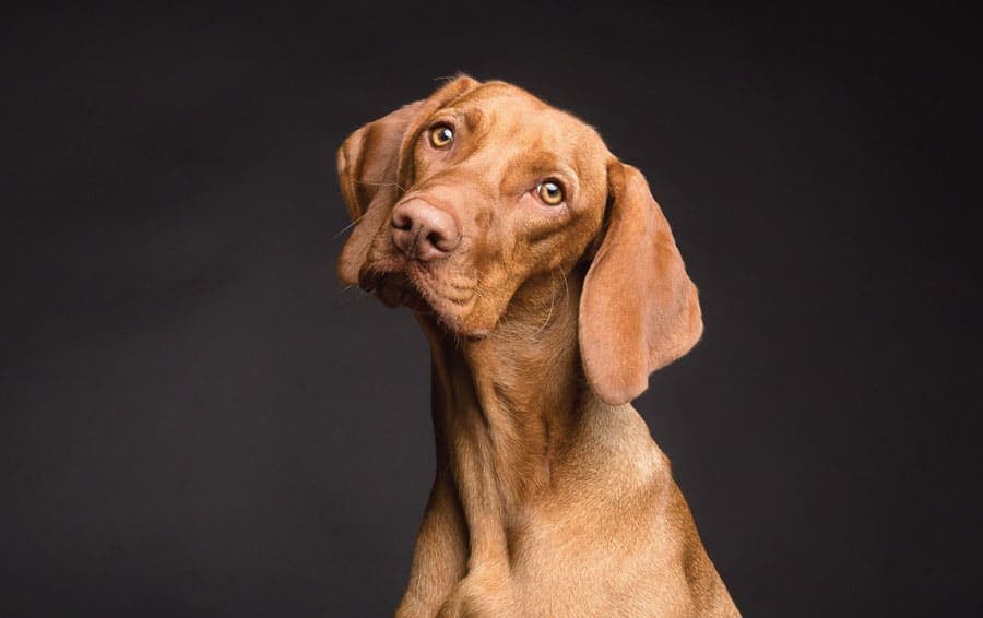Comment garder mon animal en bonne santé ?
