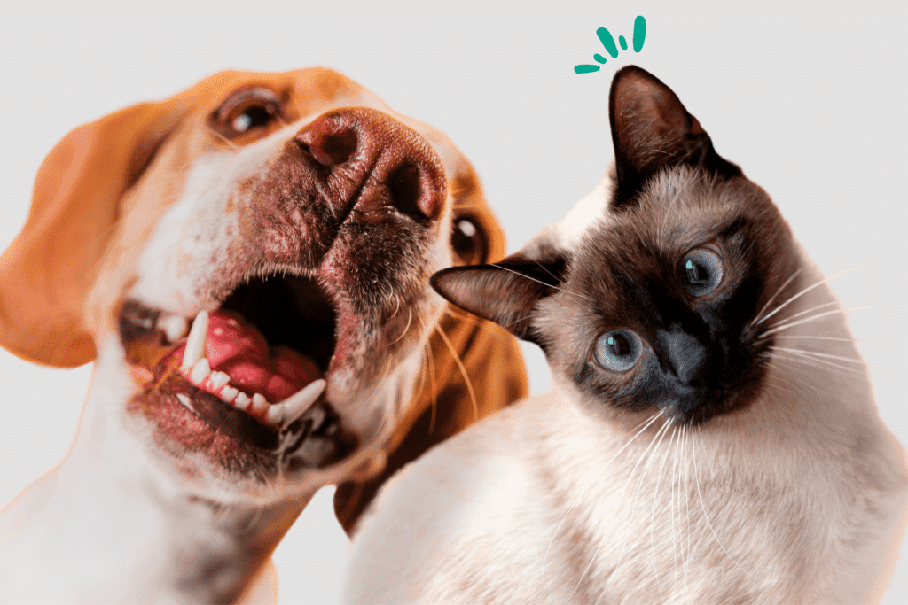 Comment nettoyer les dents de son chien ou de son chat ?
