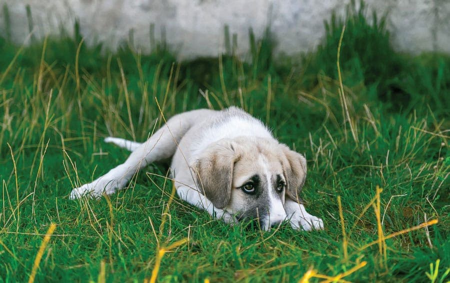 Comprendre les émotions de mon chien