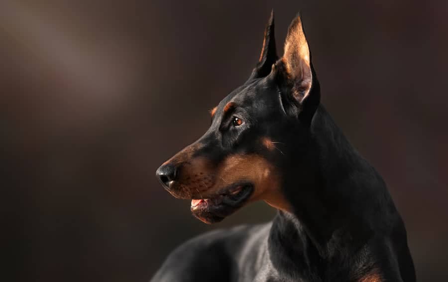D'où provient le nom Doberman, selon vous ?