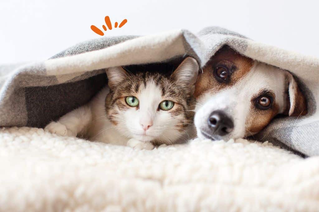 Excès alimentaires pour votre chien ou chat ? Des perturbations du système digestif de votre animal ?