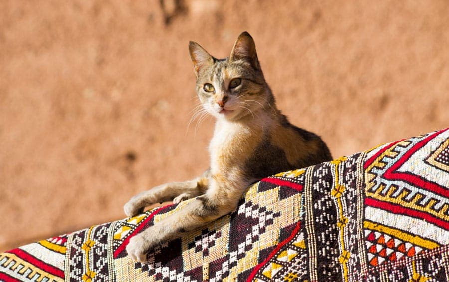 Le chat et sa domestication