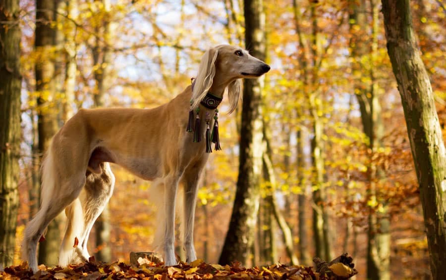 Le saluki, une race d'exception