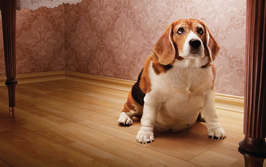 Le surpoids de mon chien