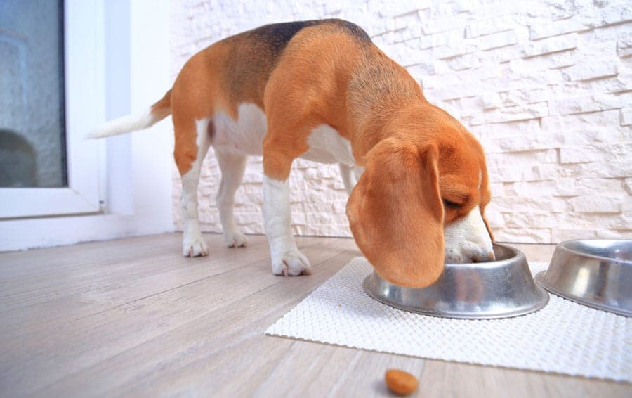 L'alimentation sans céréales est-elle bonne pour mon chien ?