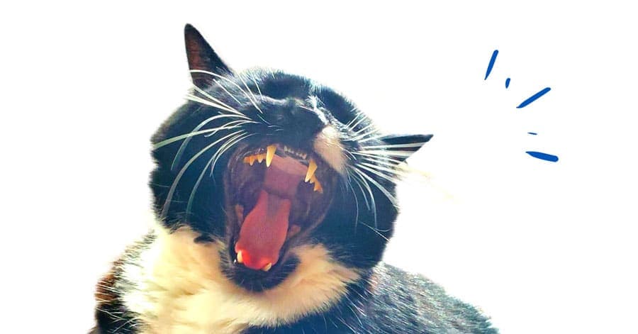 Mauvaise haleine du chat : causes et solutions