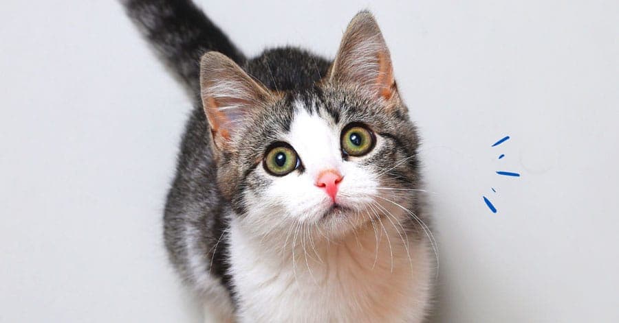 Mon chat ne mange plus : raisons et solutions