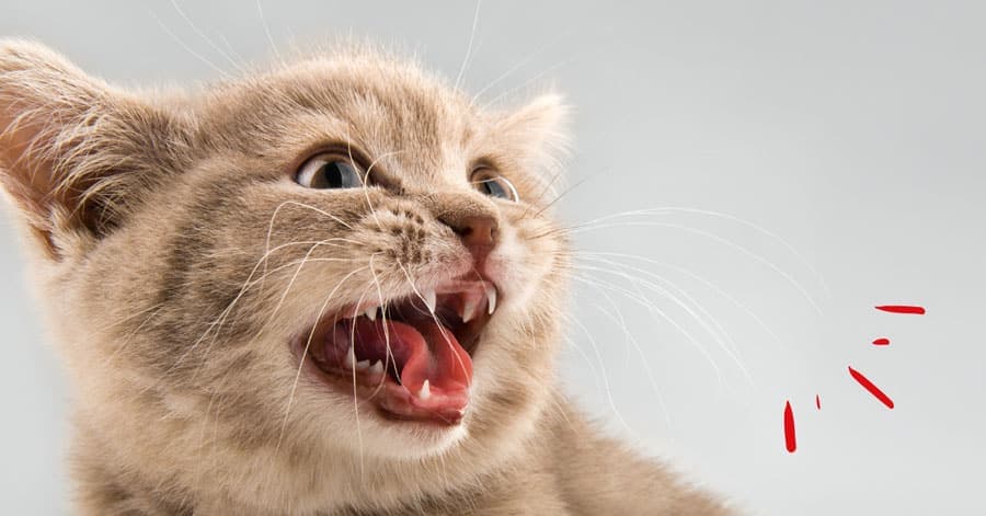Mon chaton est agressif, que faire ?