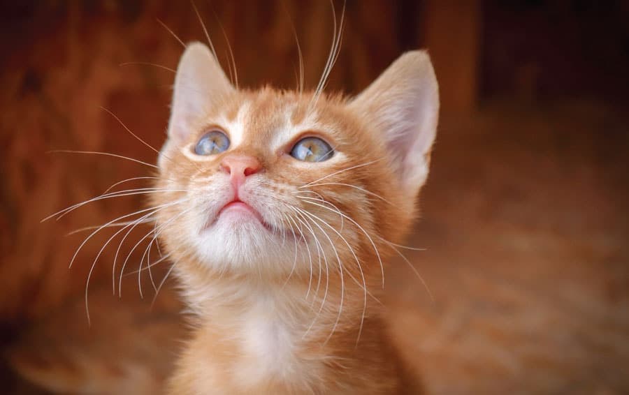 Où trouver mon chat ?