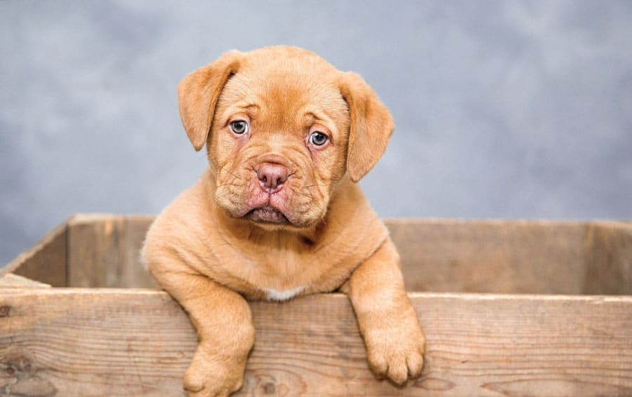 Où trouver mon chien ?