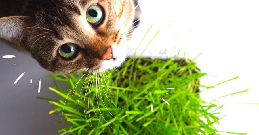 Pourquoi mon chat mange de l'herbe ?