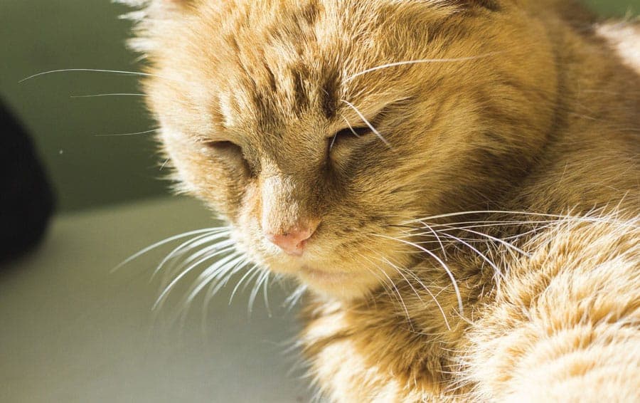 Pourquoi mon chat perd ses poils ?