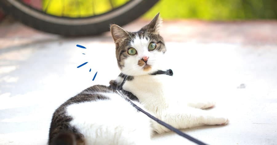 Promener son chat avec une laisse : oui ou non ?