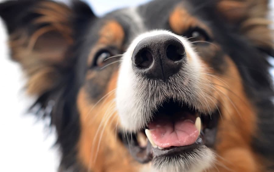 Que représente la truffe pour le chien ?