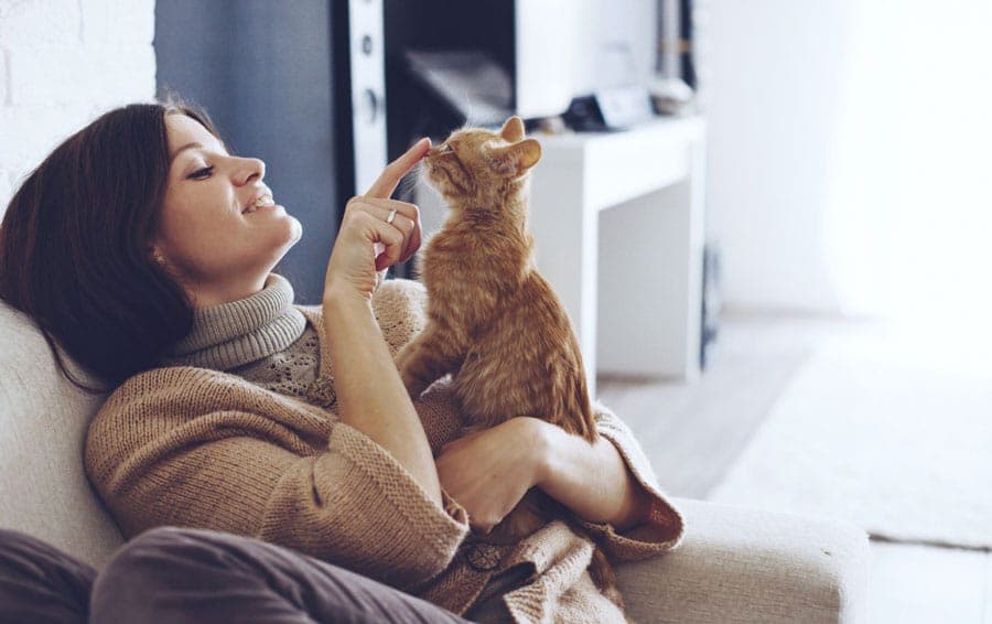 Que ressentent nos chats ?