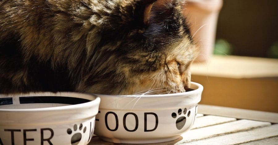 Quelle alimentation pour mon chat ?