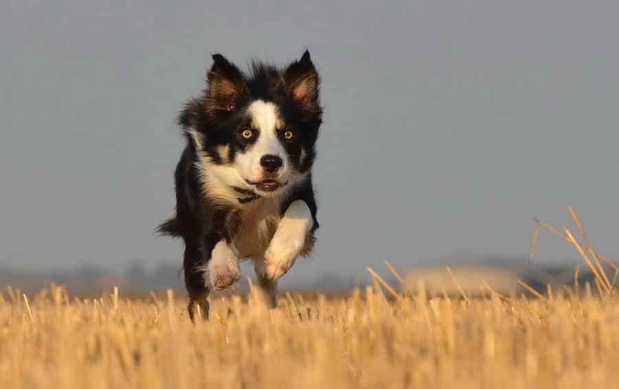 Quels exercices physiques pour mon chien ?