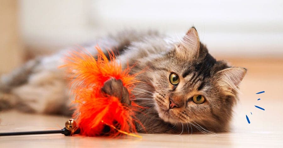Quels sont les meilleurs jouets pour chat ?