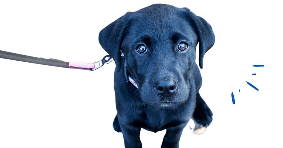 Top 5 des façons de récompenser son chien