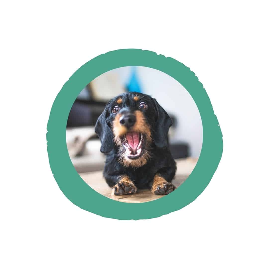 croquettes pour chien