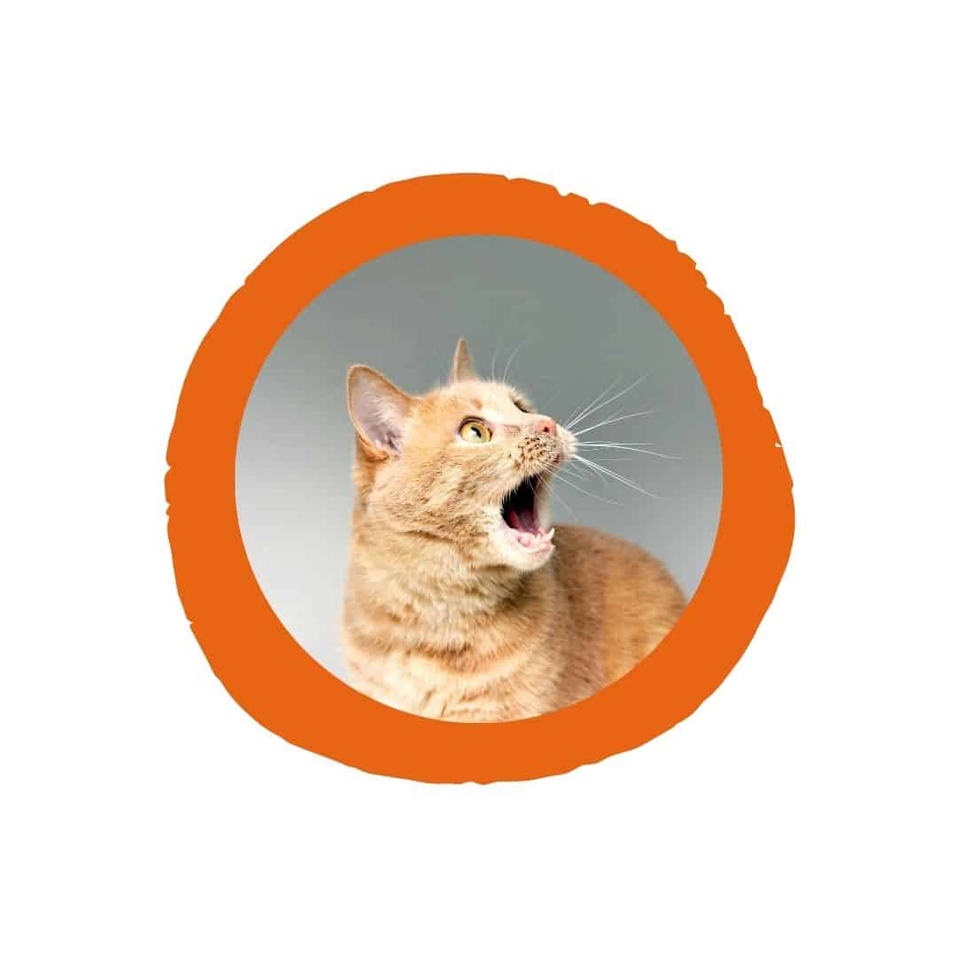 Croquettes pour chat