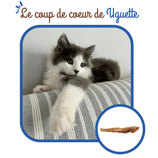 Anchois séchés pour chats