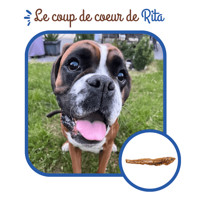 Anchois séchés pour chiens