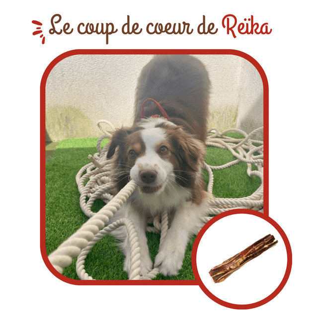 Nerfs de bœuf séchés pour chiens