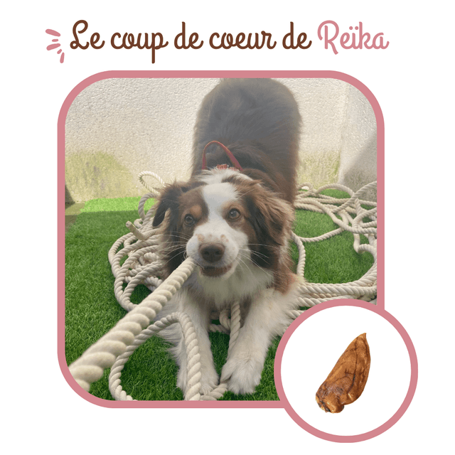 Oreilles de porc séchées pour chiens