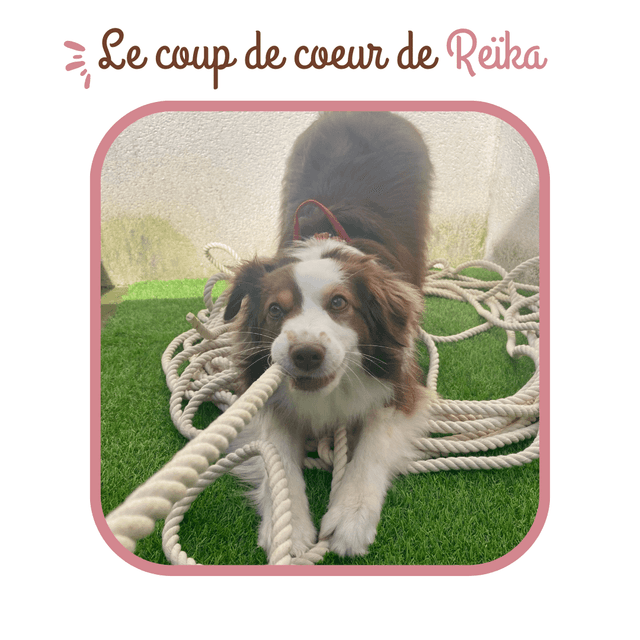 Os de jambon pour chiens