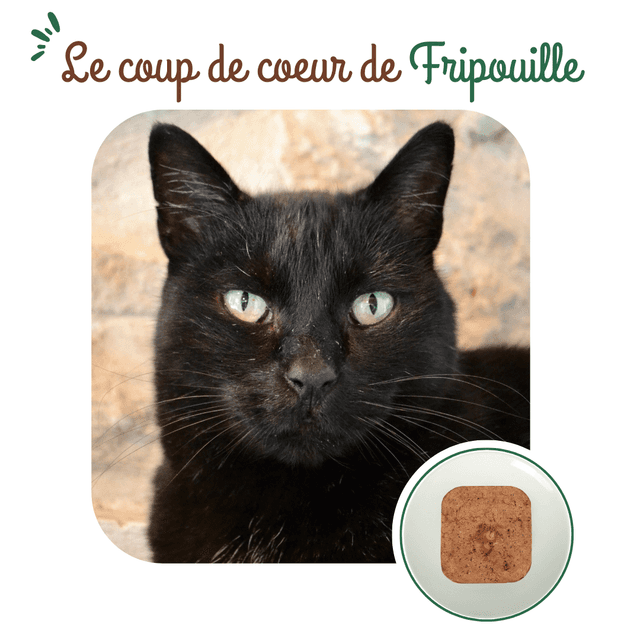 Terrine chat sénior au saumon