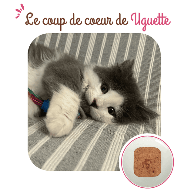 Terrine chaton au poulet