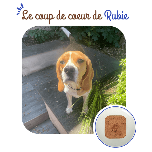 Terrine chien adulte maintenance au poulet