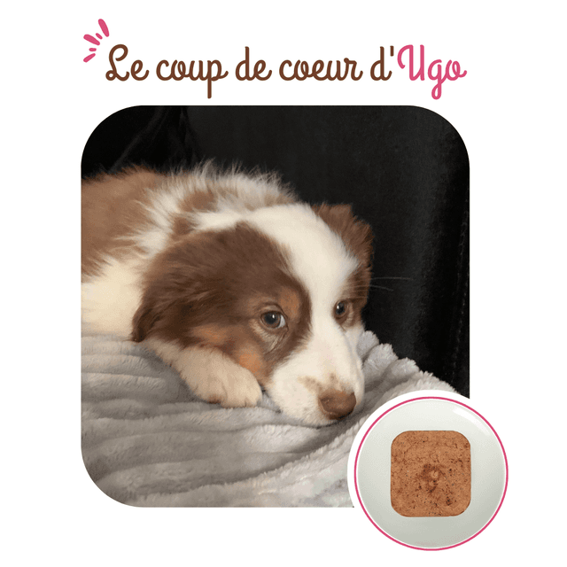 Terrine chien croissance à l’agneau