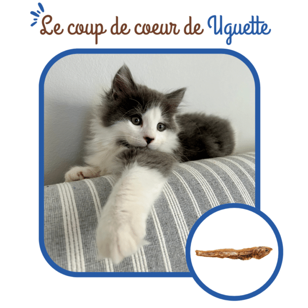 Anchois séchés pour chats – Image 4