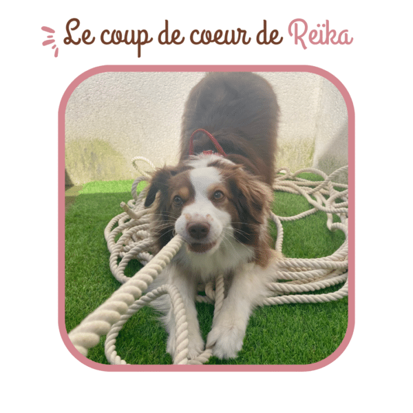 Os de jambon pour chiens – Image 4