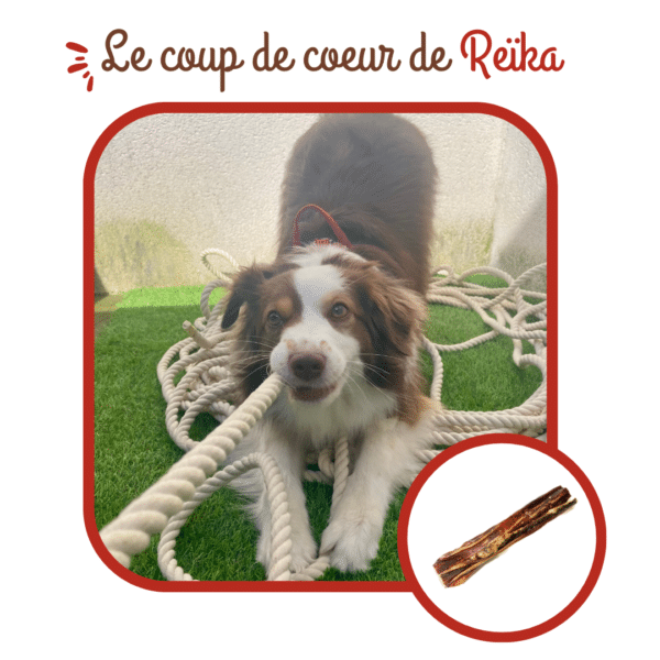 Nerfs de bœuf séchés pour chiens – Image 4