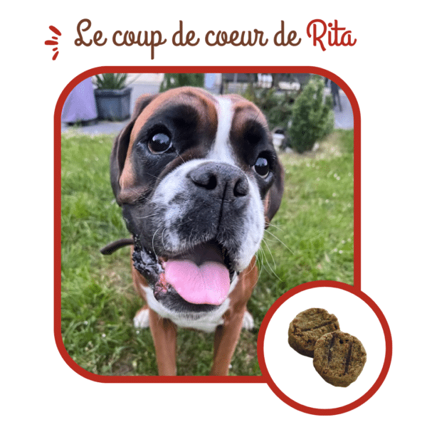 Mini Burgers pour chiens – Image 4