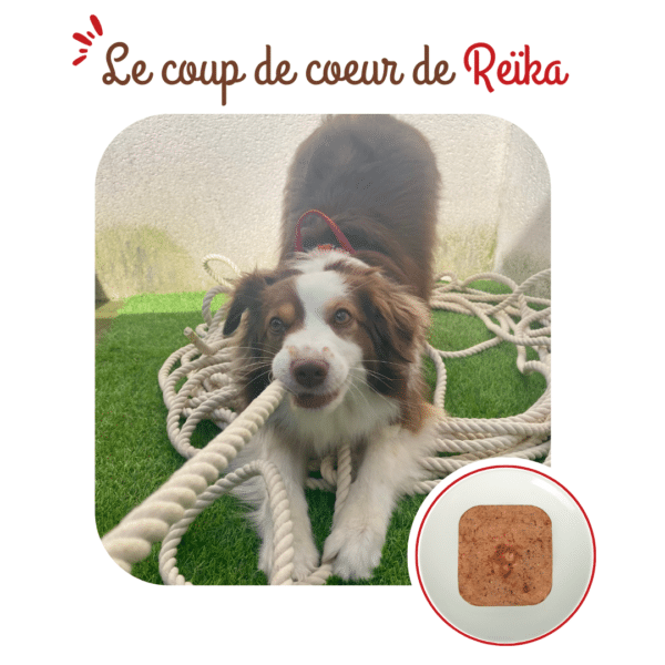 Terrine chien adulte vitalité au canard – Image 4